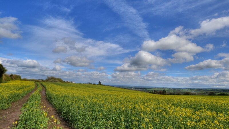 Yellow field under blue sky