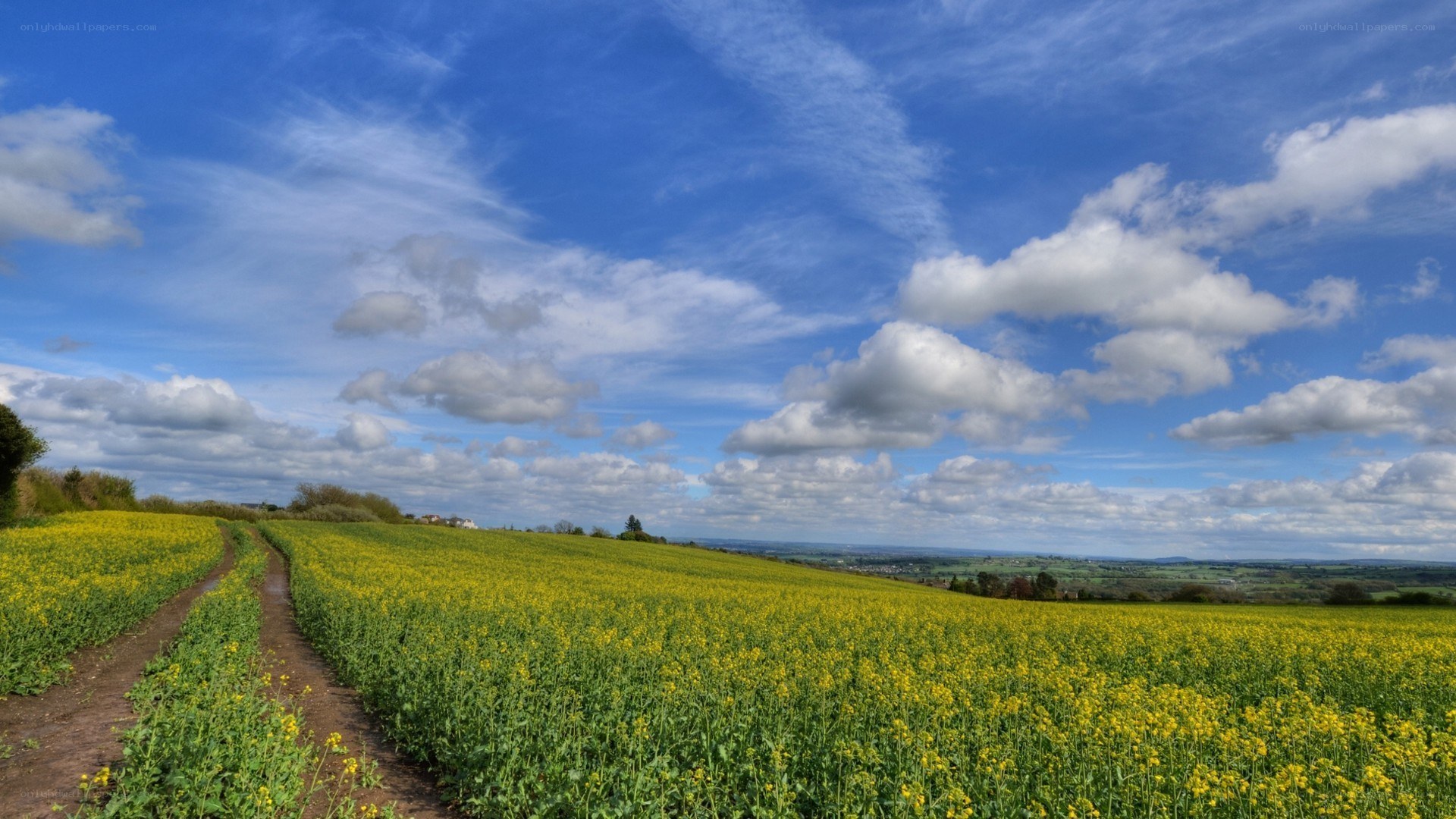 Yellow field under blue sky
