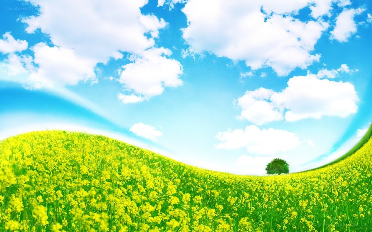Yellow field under blue sky