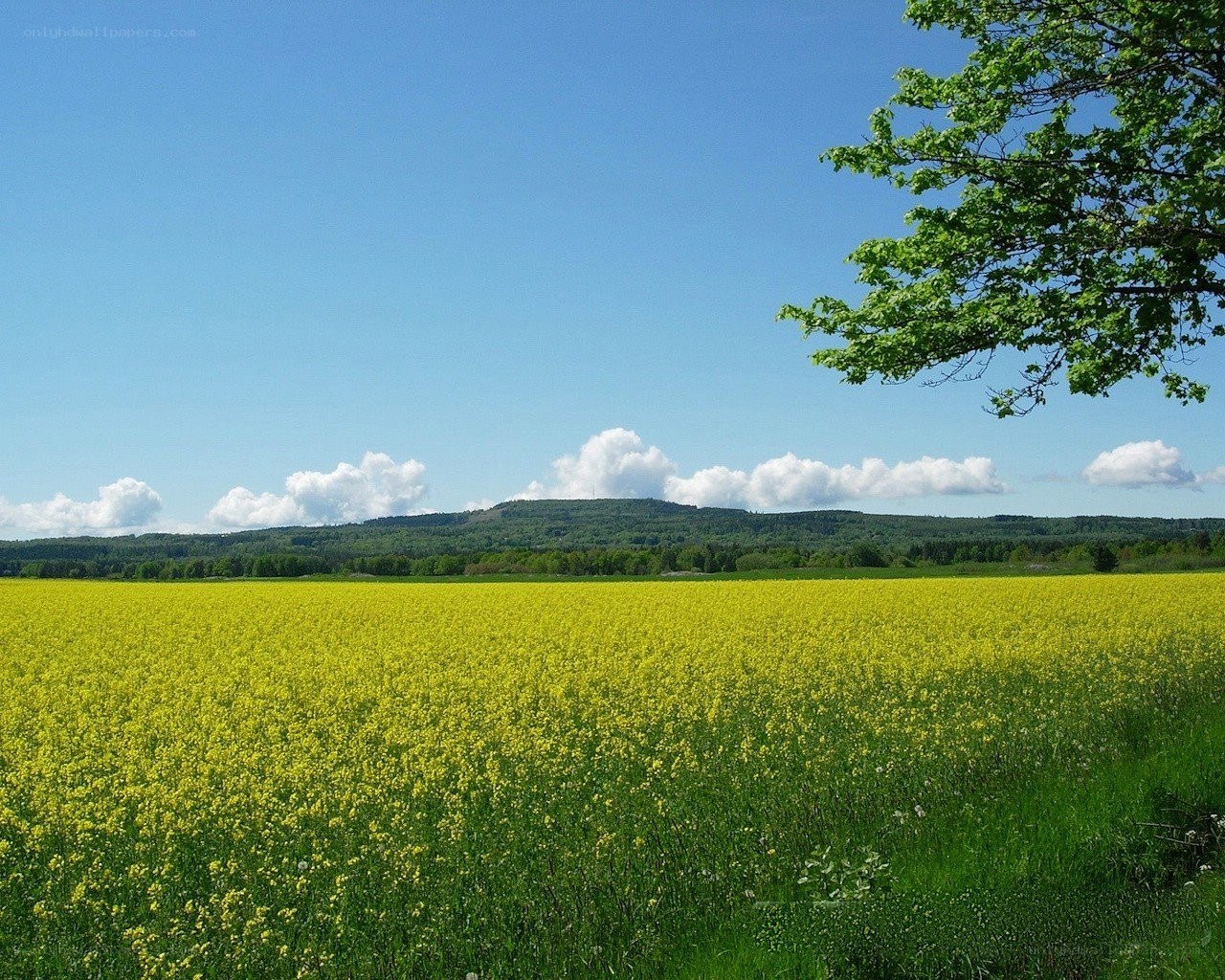 Yellow field under blue sky