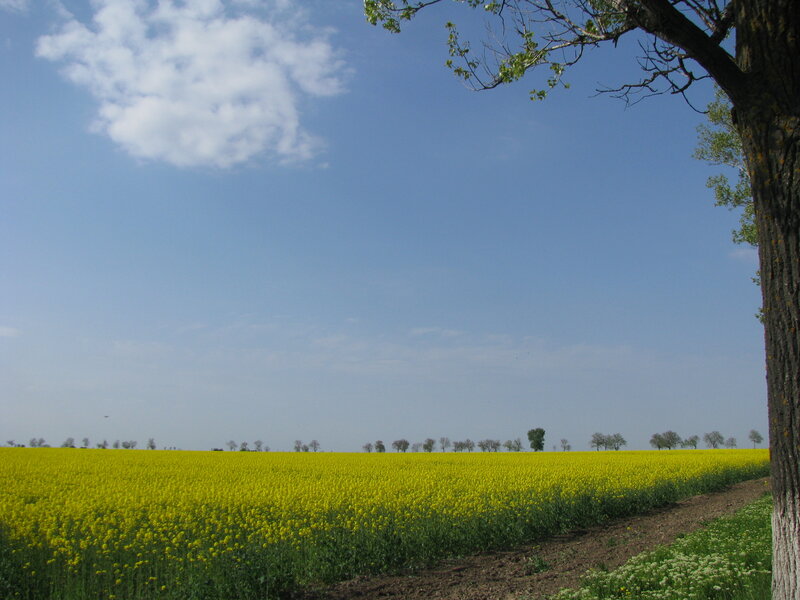 Yellow field under blue sky