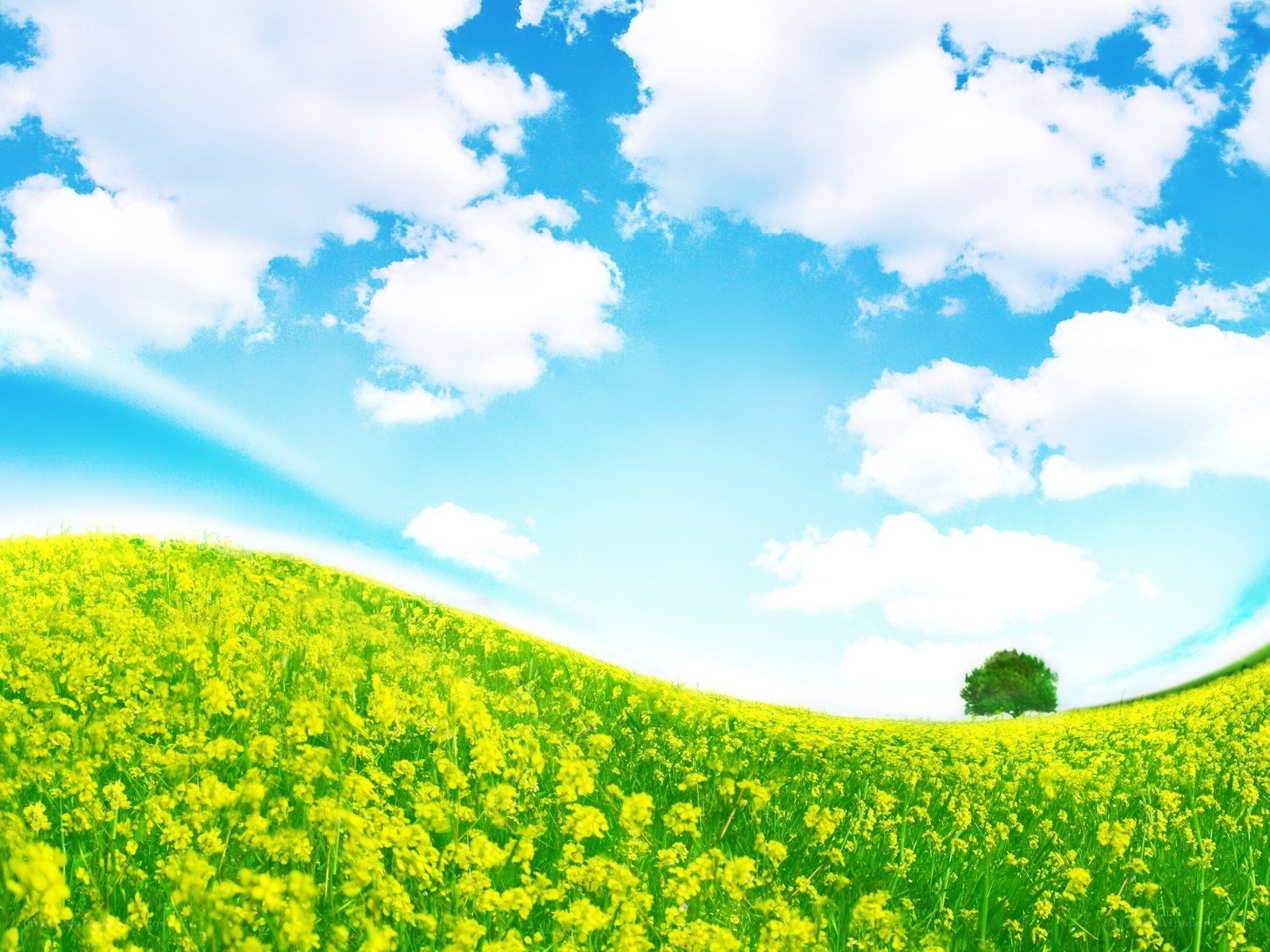 Yellow field under blue sky