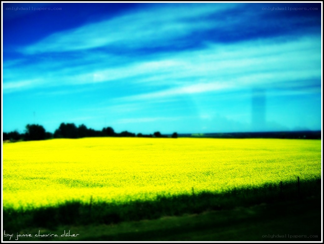 Yellow field under blue sky