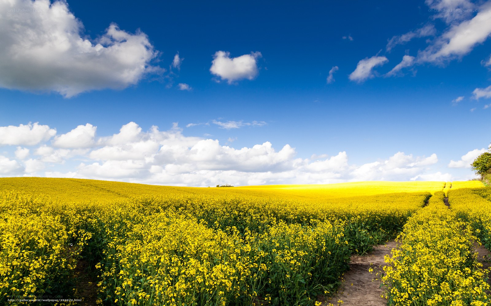 Yellow field under blue sky