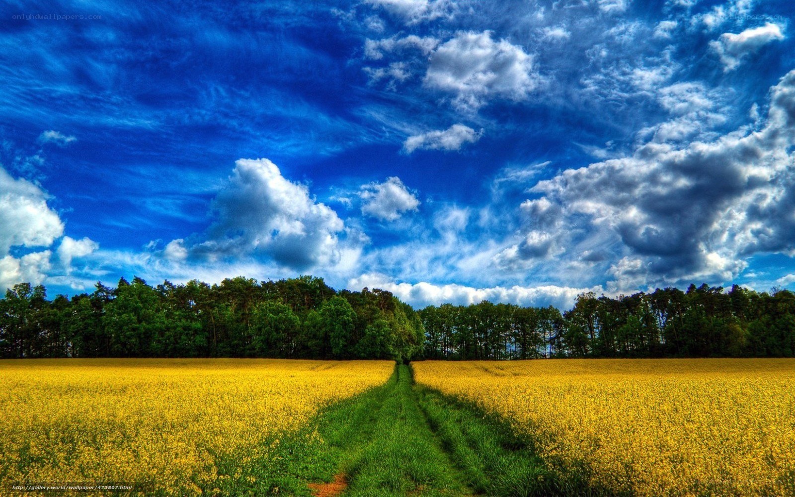Yellow field under blue sky