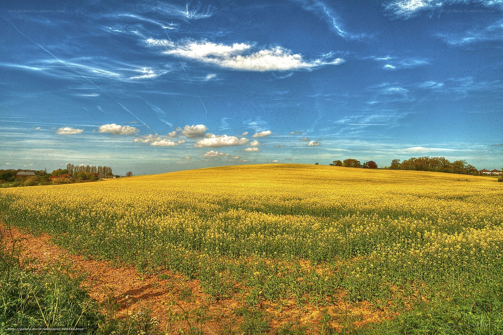 Yellow field under blue sky