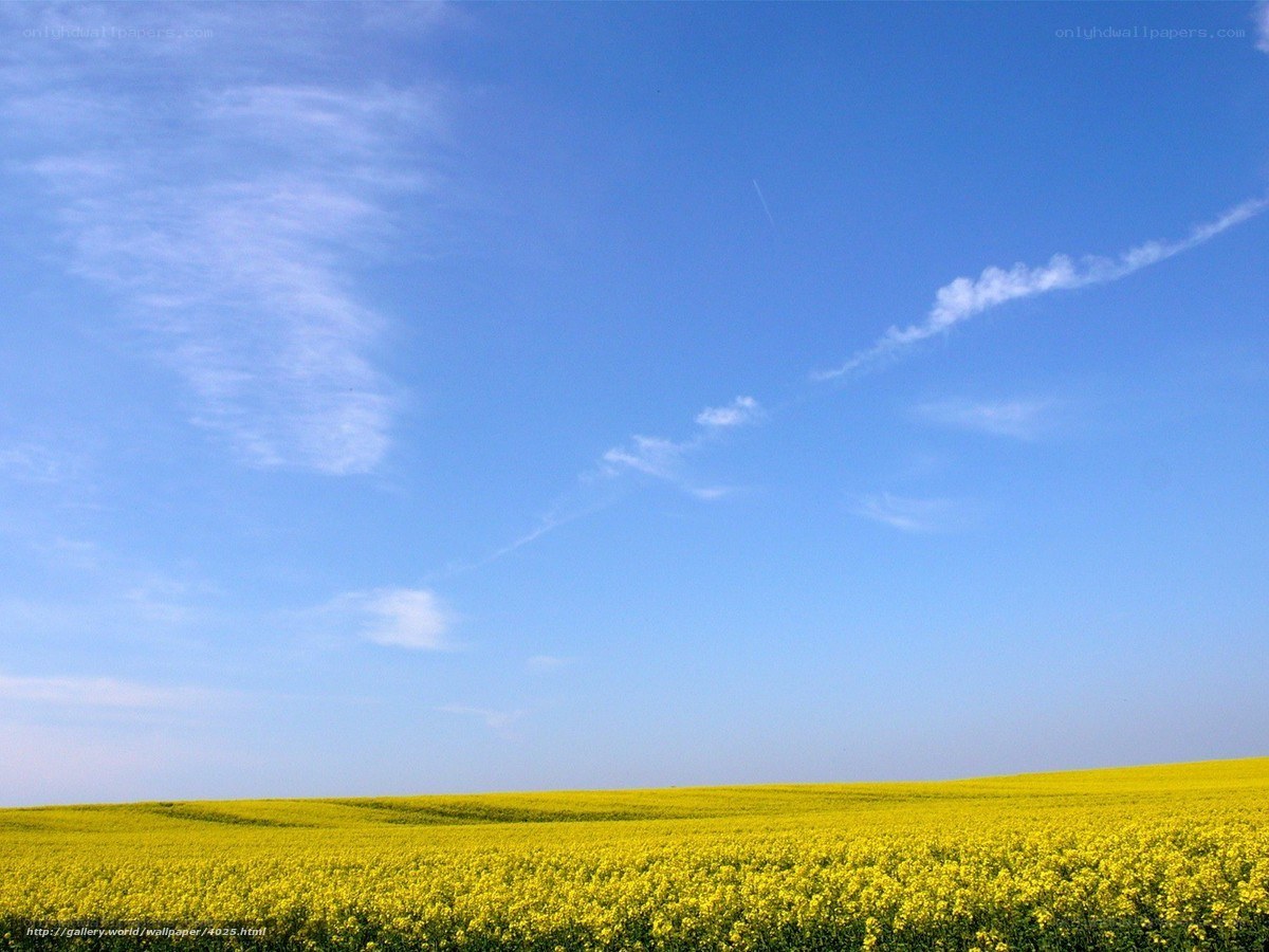 Yellow field under blue sky