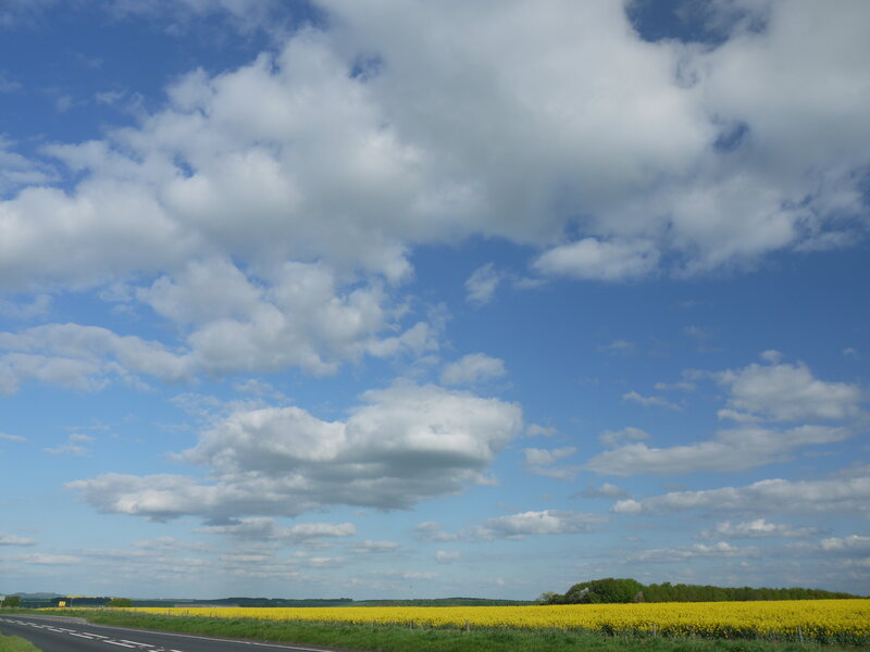 Yellow Field under Clouds