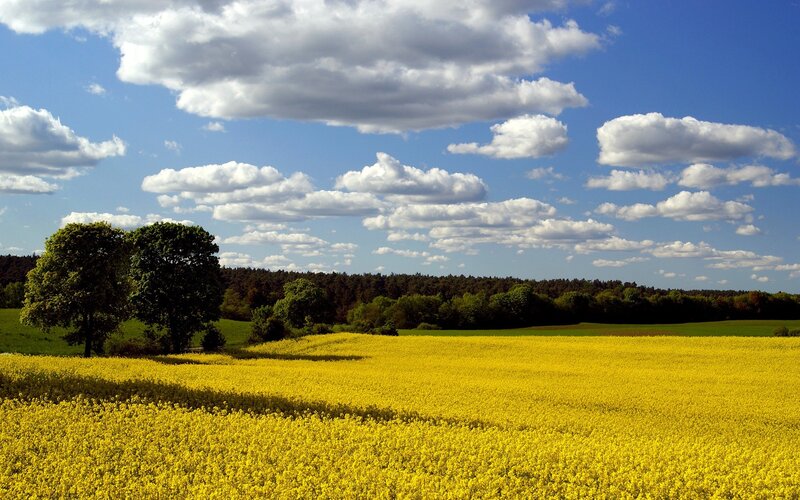 Yellow field under cloudy sky