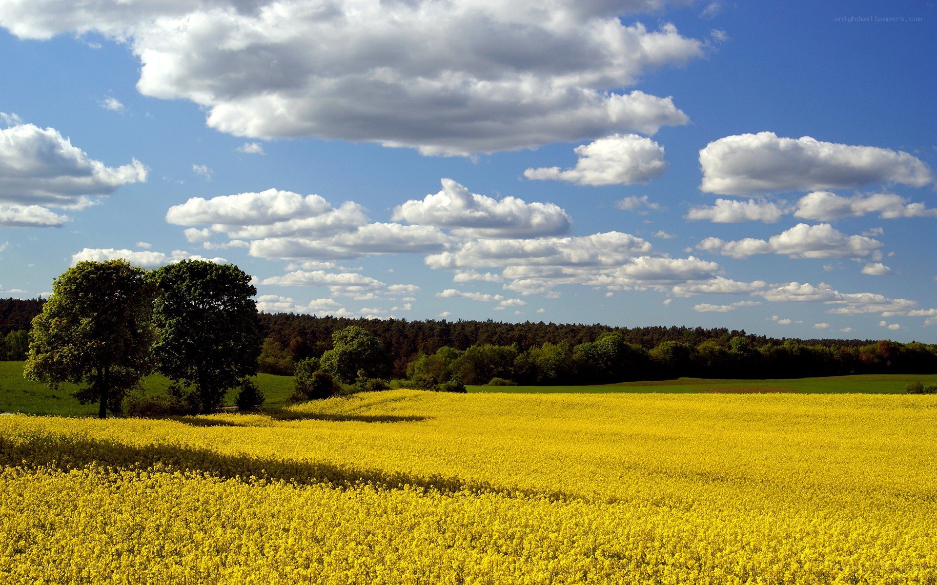 Yellow field under cloudy sky