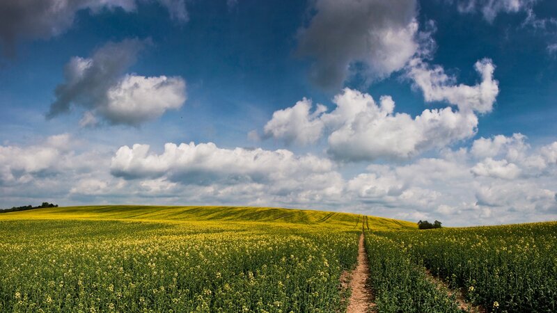 Yellow field under cloudy sky