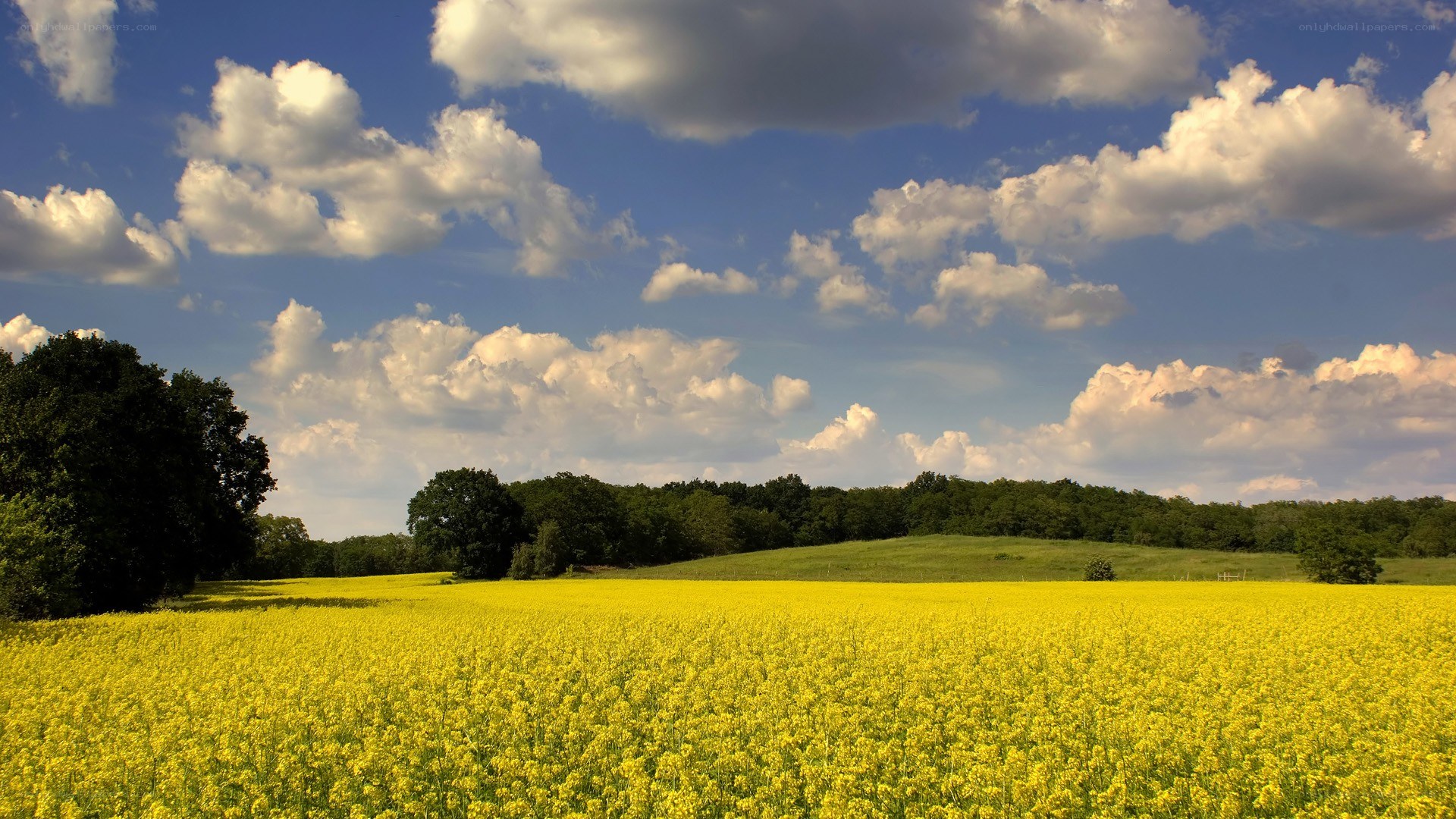Yellow field under cloudy sky