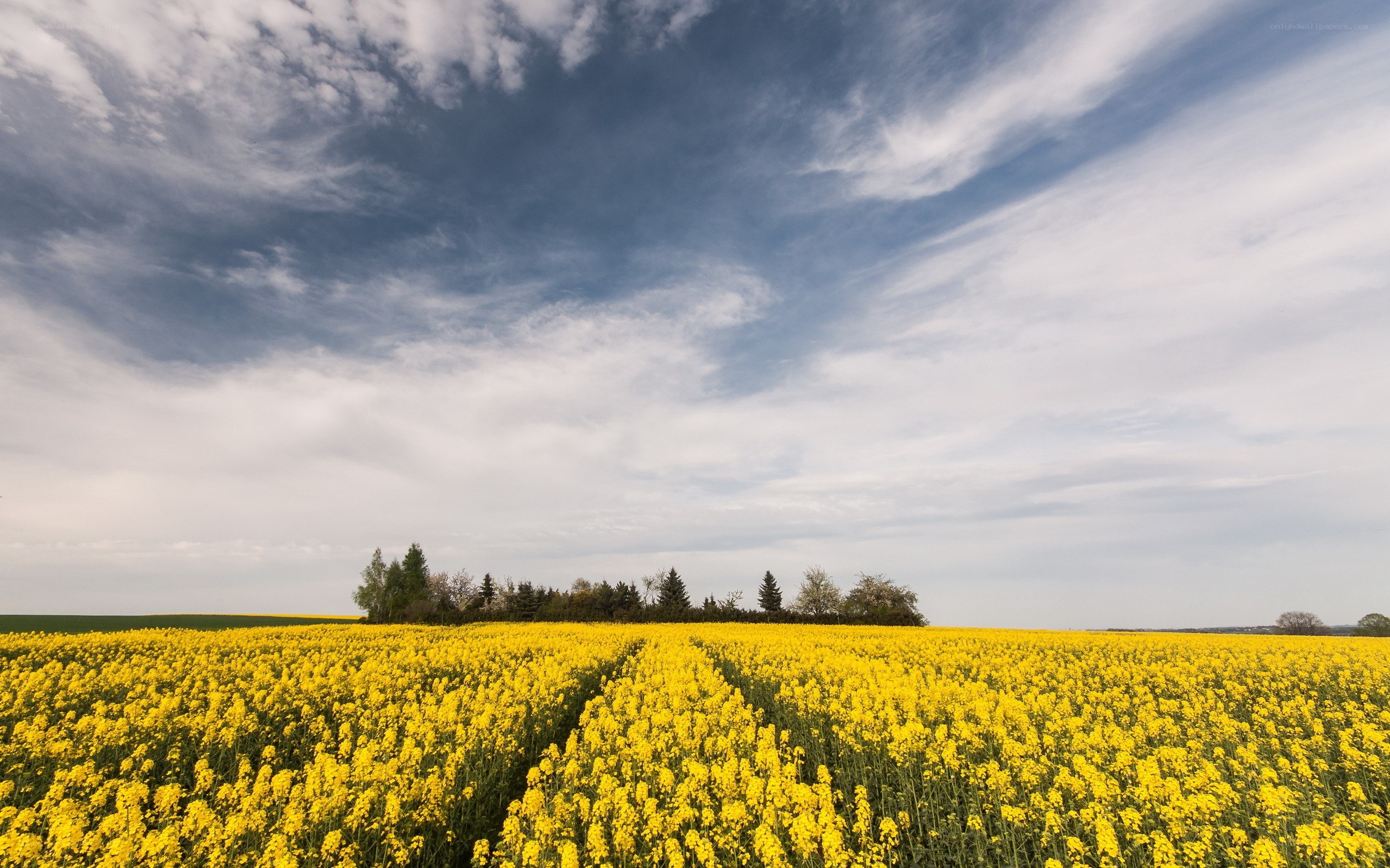 Yellow field under cloudy sky