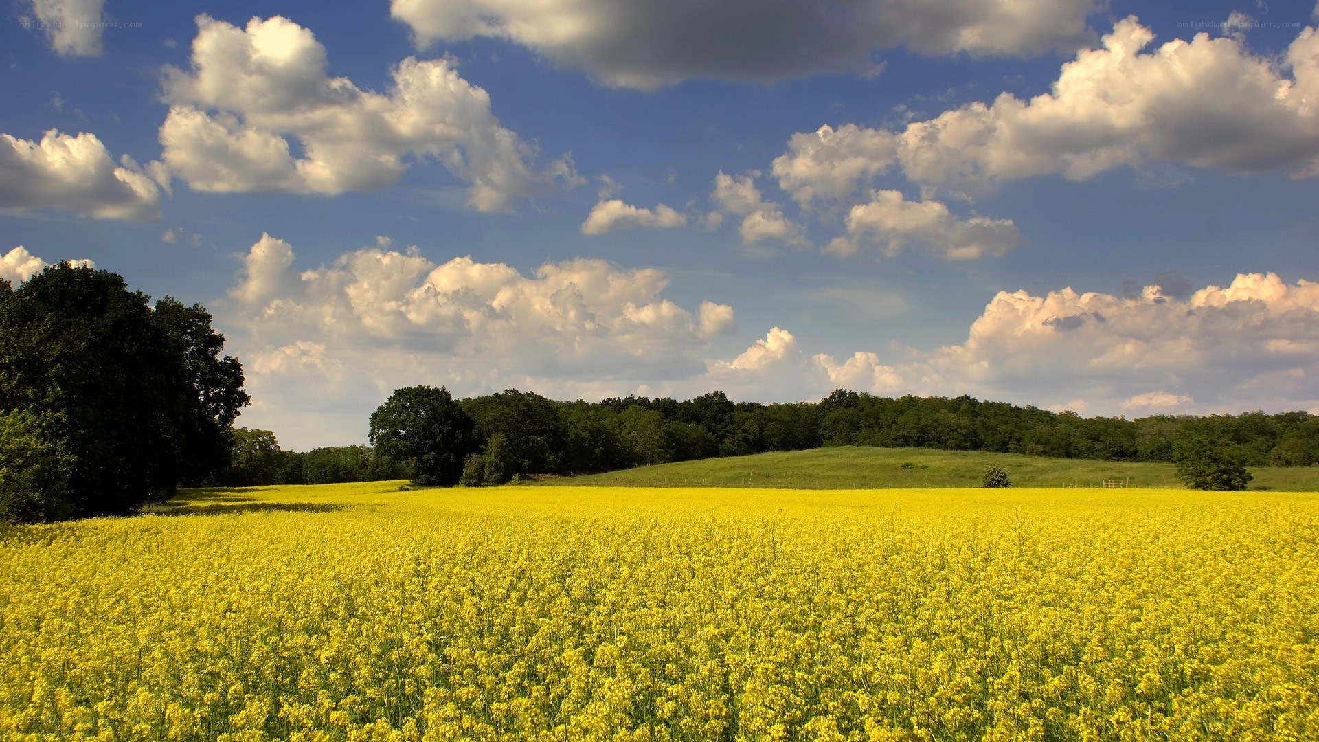 Yellow field under cloudy sky
