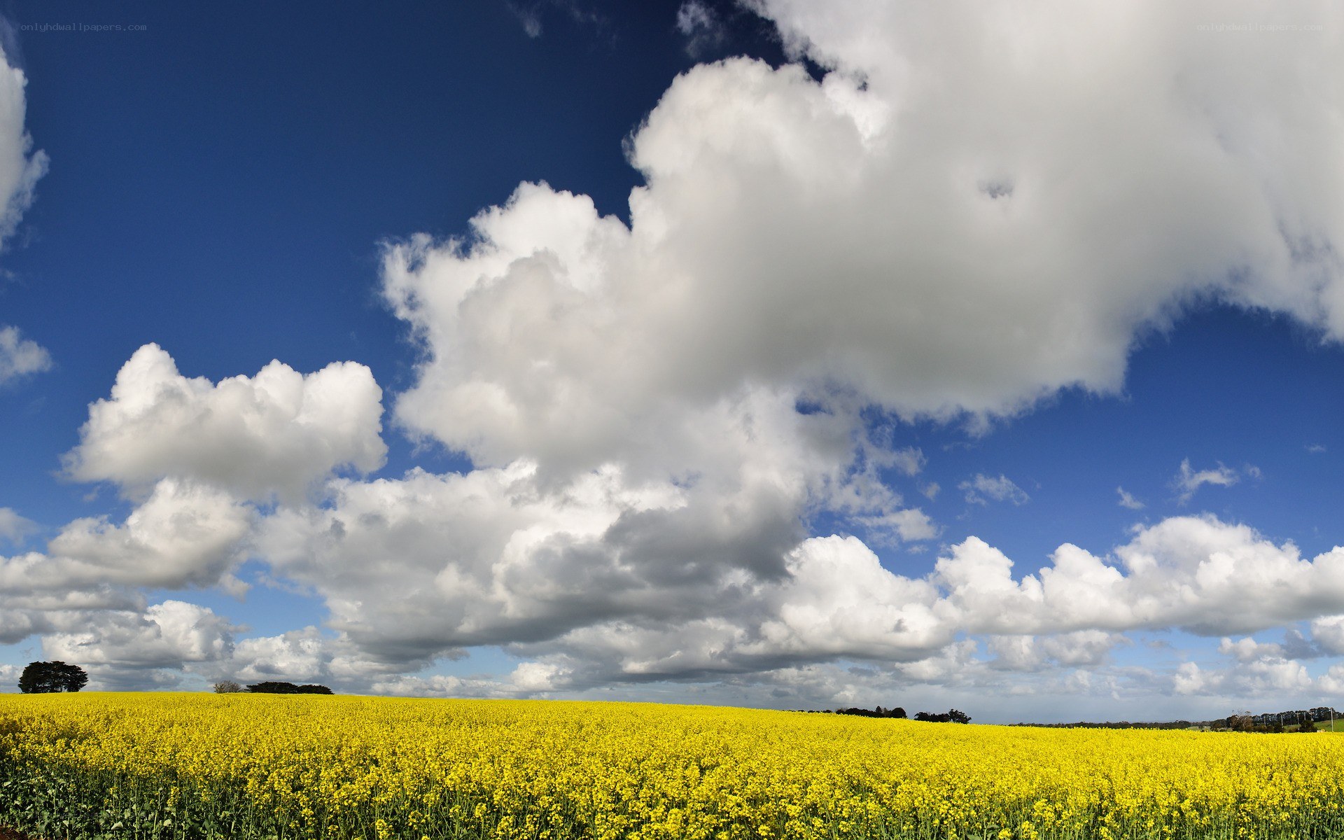 Yellow field under cloudy sky