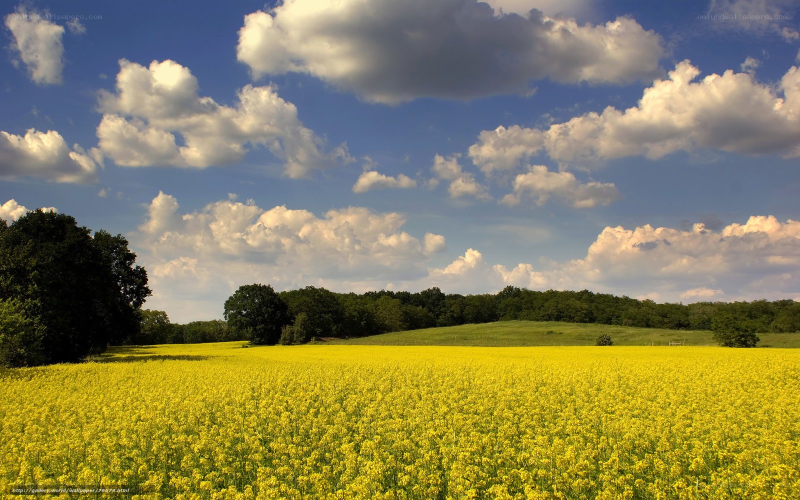 Yellow field under cloudy sky