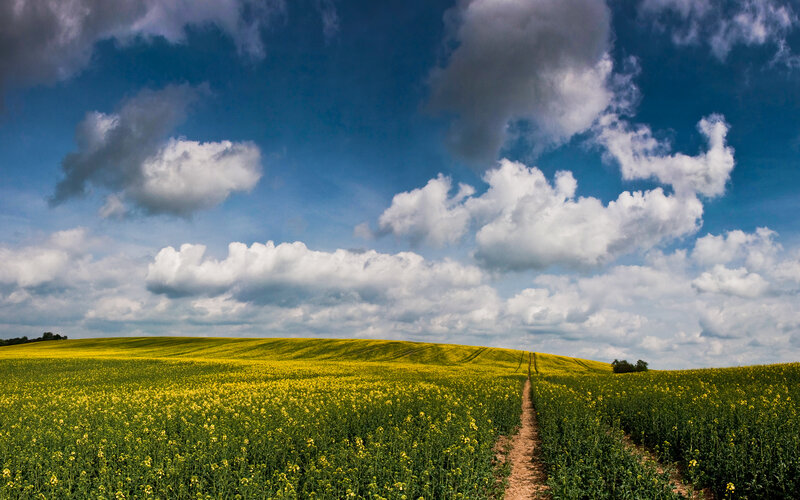 Yellow field under cloudy sky