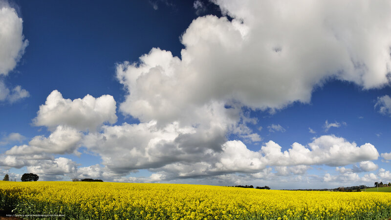 Yellow field under cloudy sky