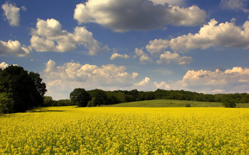 Yellow field under cloudy sky