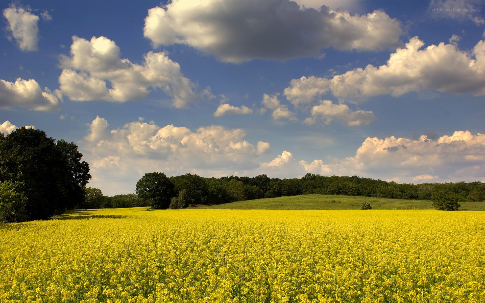 Yellow field under cloudy sky