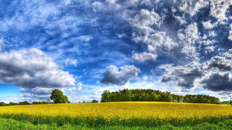Yellow Field under Cloudy Sky — Blue, Dramatic, Afternoon, Photograph, Trees