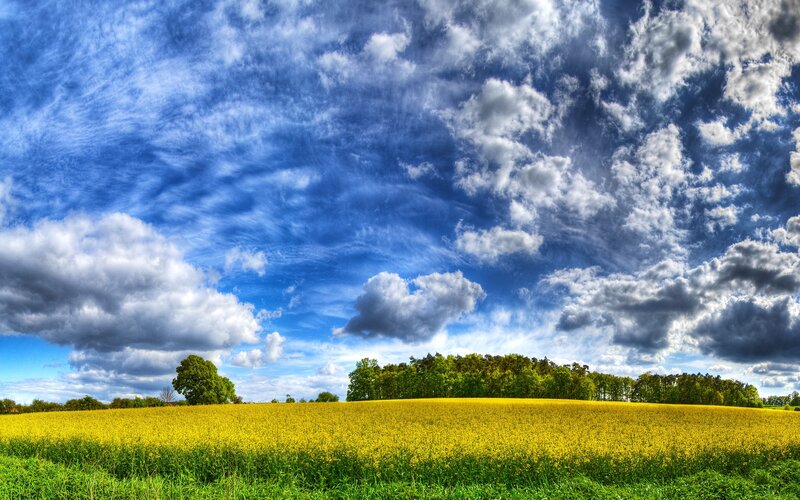 Yellow Field under Cloudy Sky — Blue, Dramatic