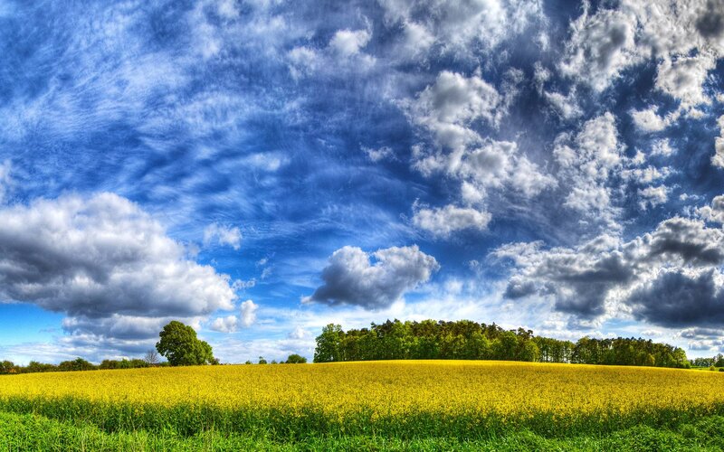 Yellow Field under Cloudy Sky — Blue