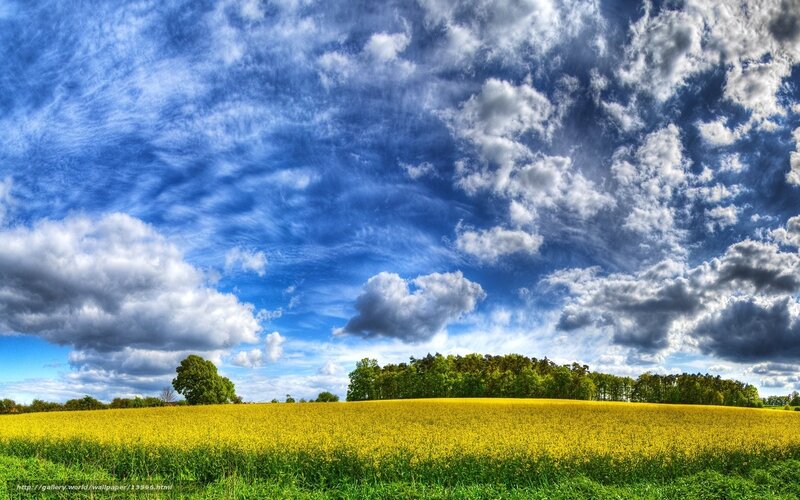 Yellow field under cloudy sky