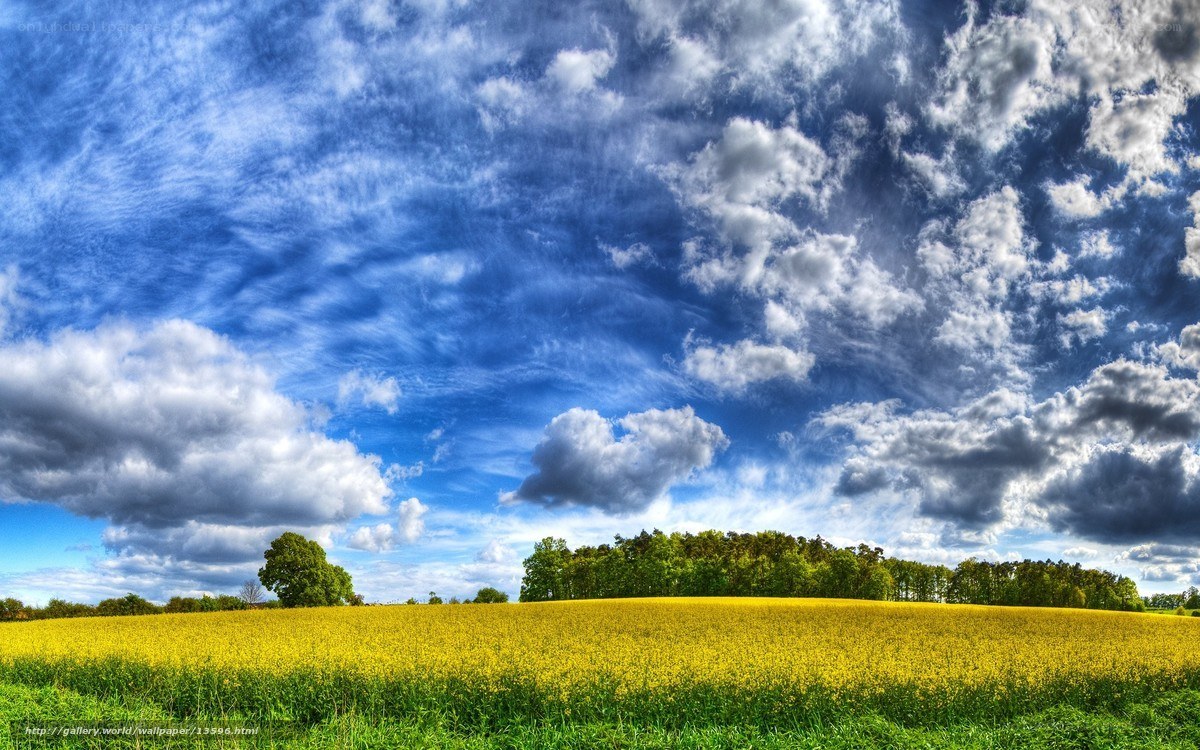 Yellow field under cloudy sky