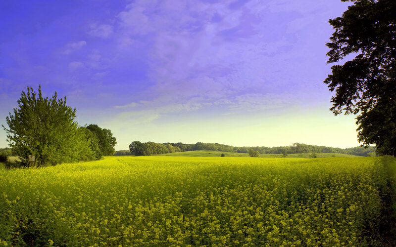 Yellow field under purple sky