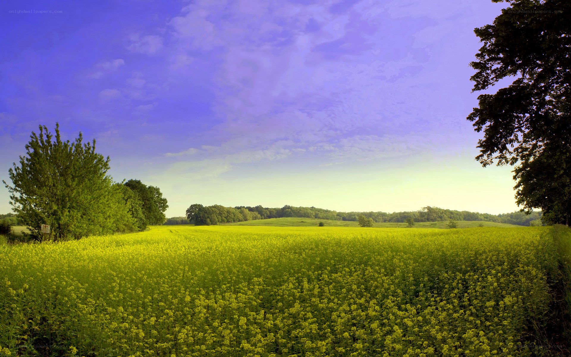 Yellow field under purple sky