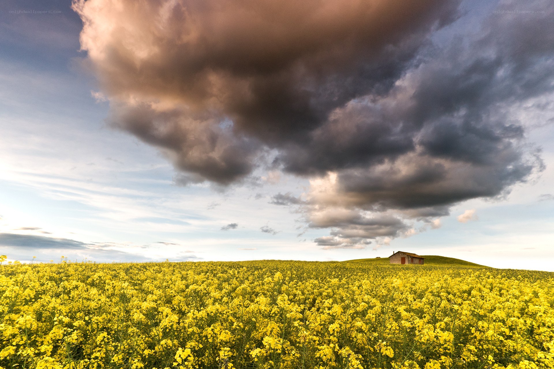 Yellow field under stormy sky