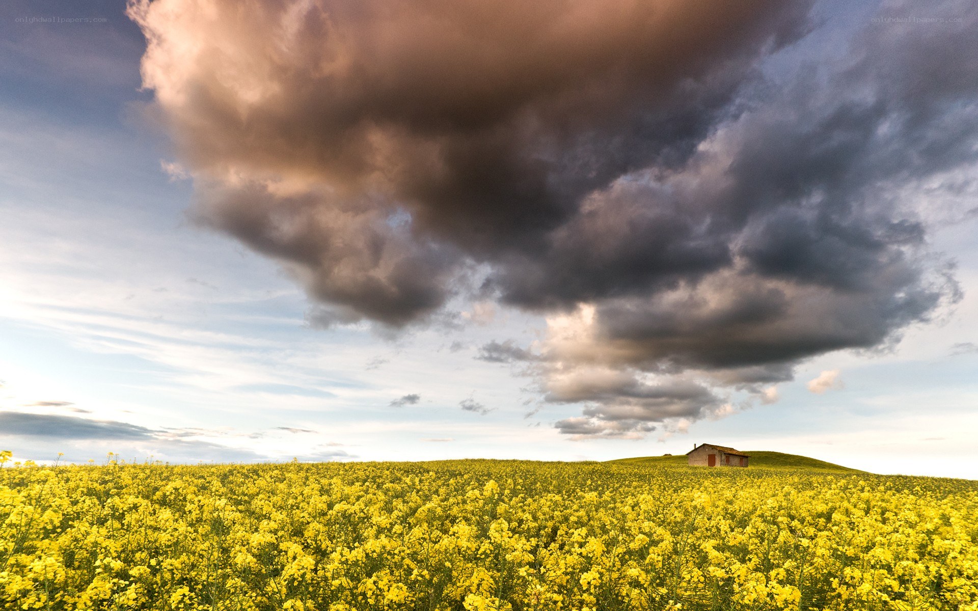 Yellow field under stormy sky