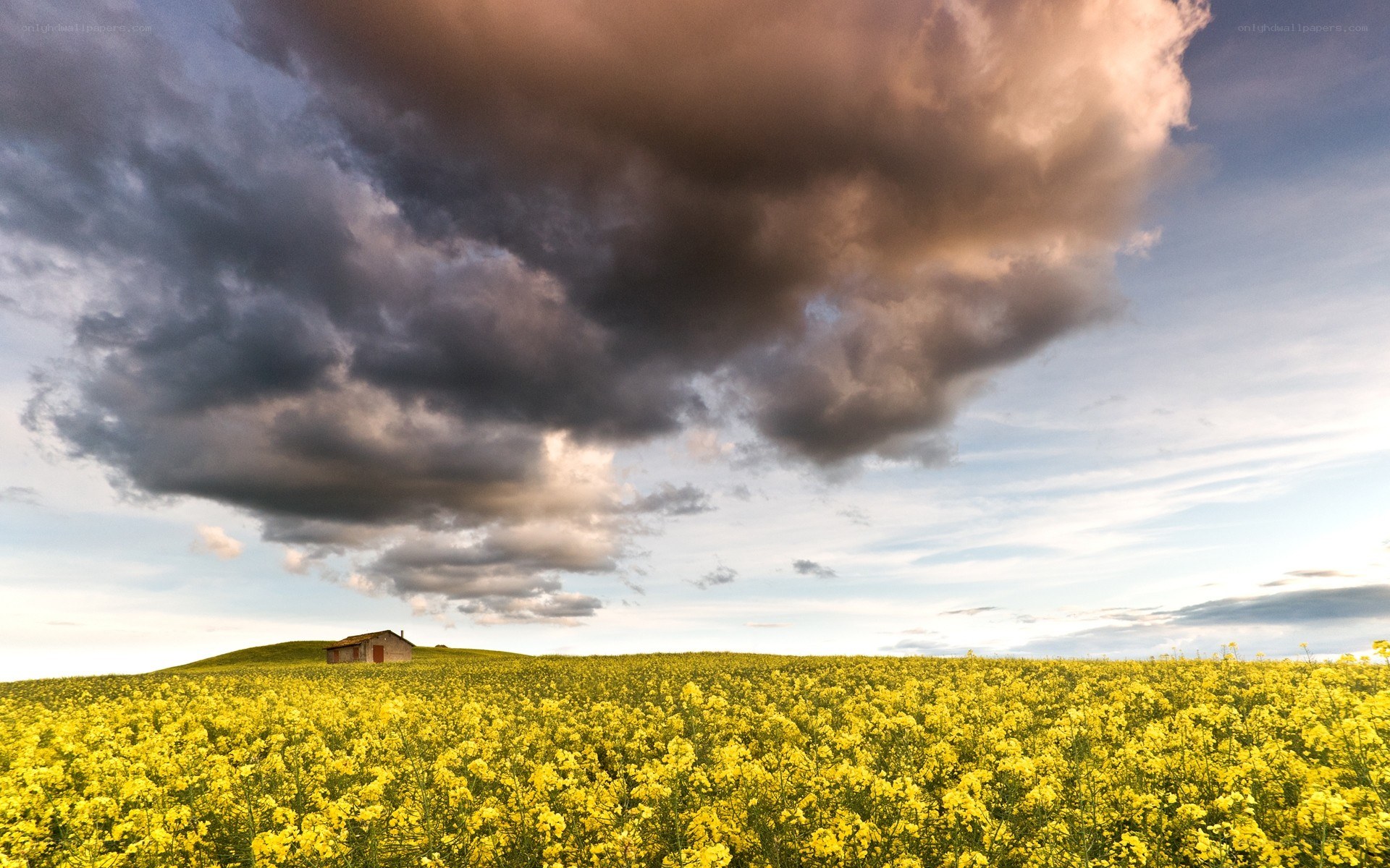 Yellow field under stormy sky