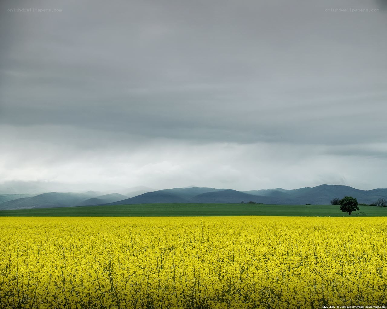 Yellow field under stormy sky