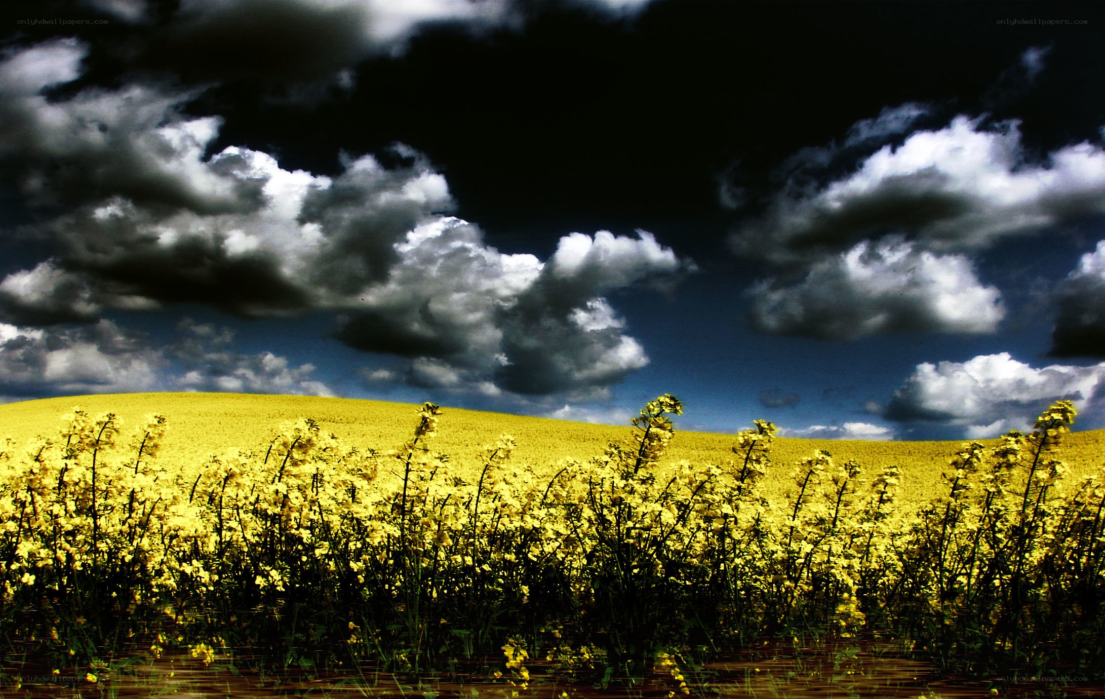 Yellow field under stormy sky