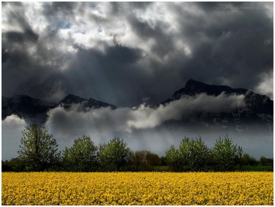 Yellow field under stormy sky