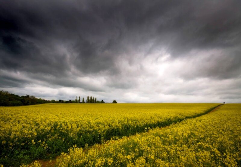 Yellow field under stormy sky