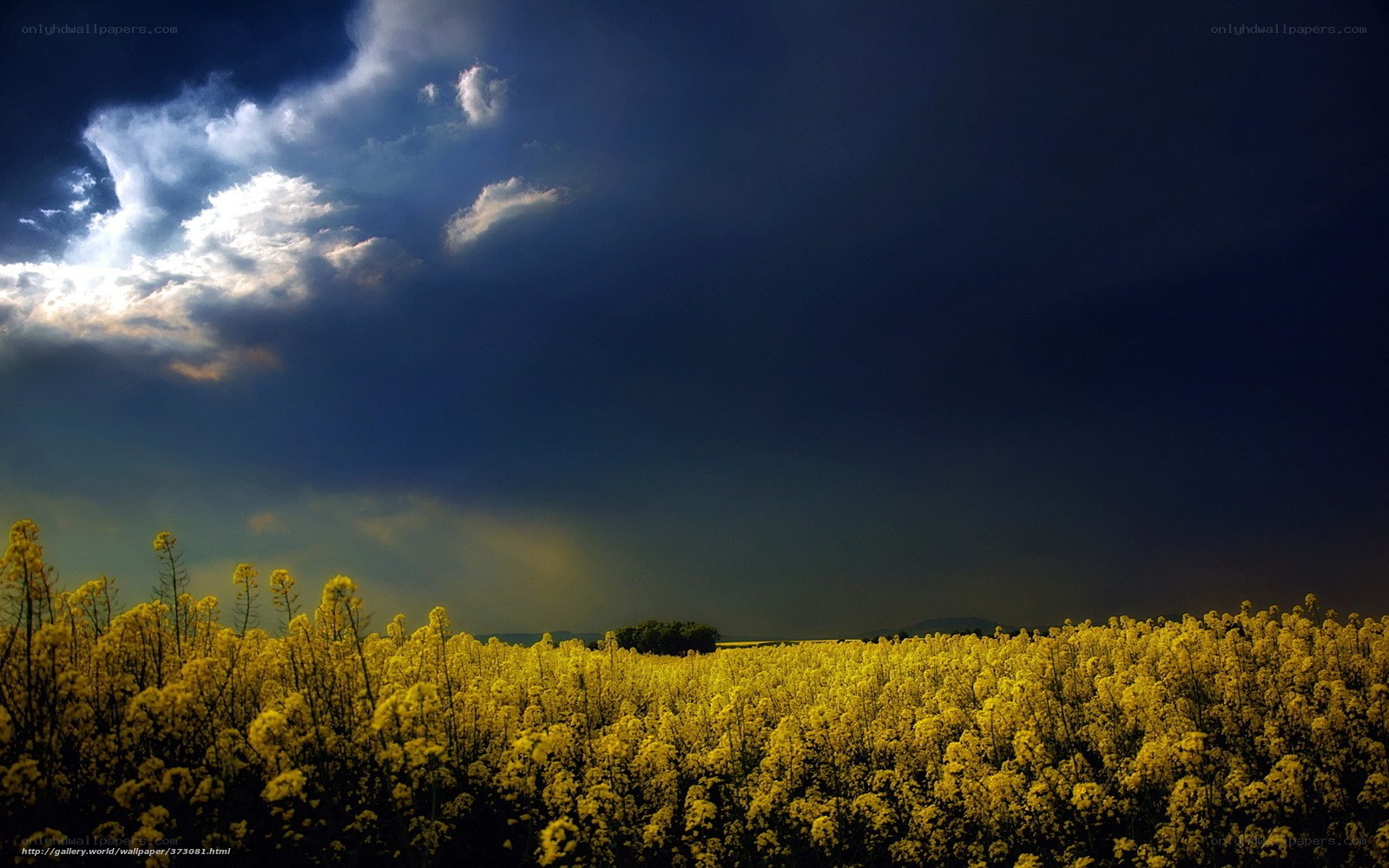 Yellow field under stormy sky