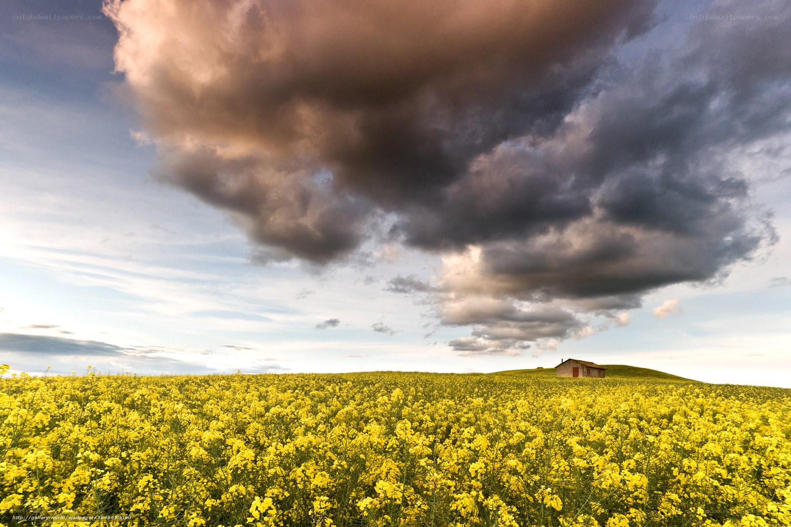 Yellow field under stormy sky