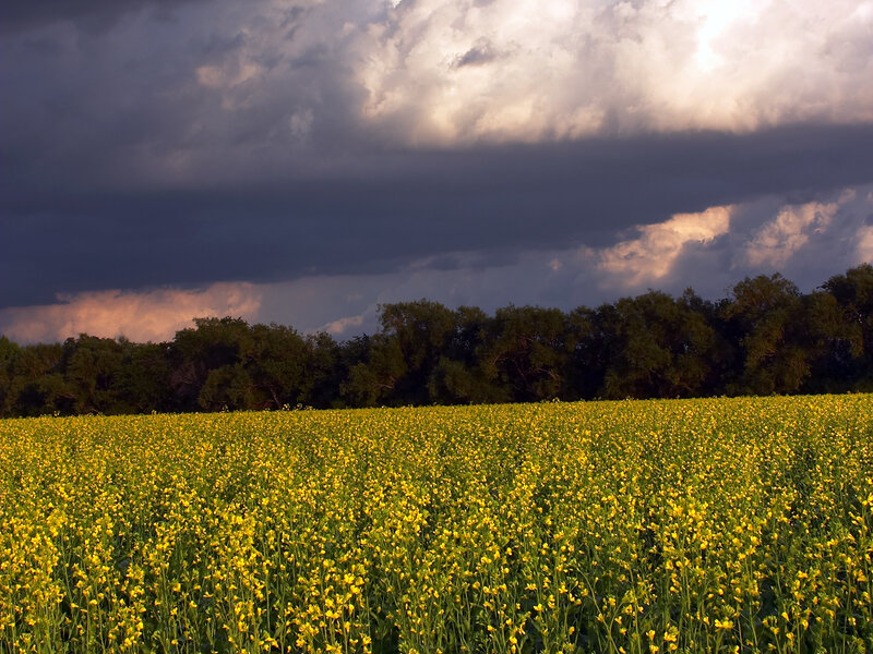 Yellow field under stormy sky