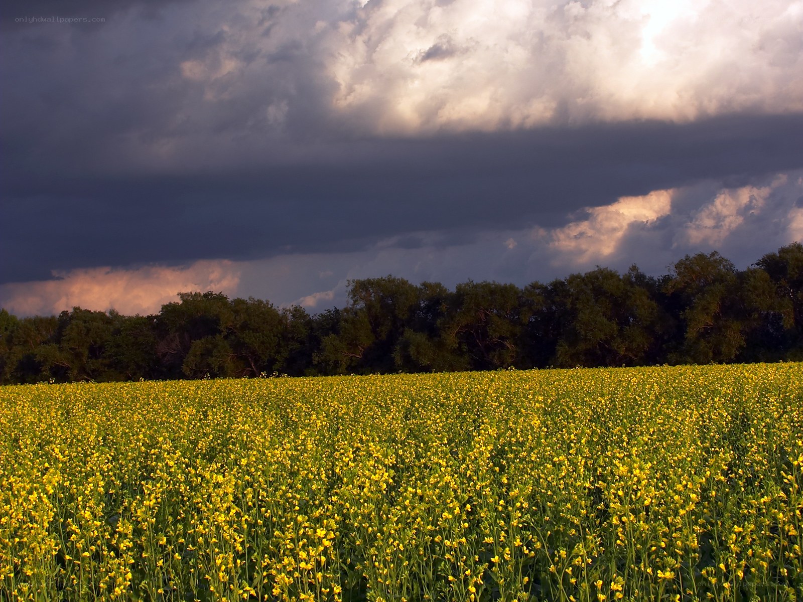 Yellow field under stormy sky