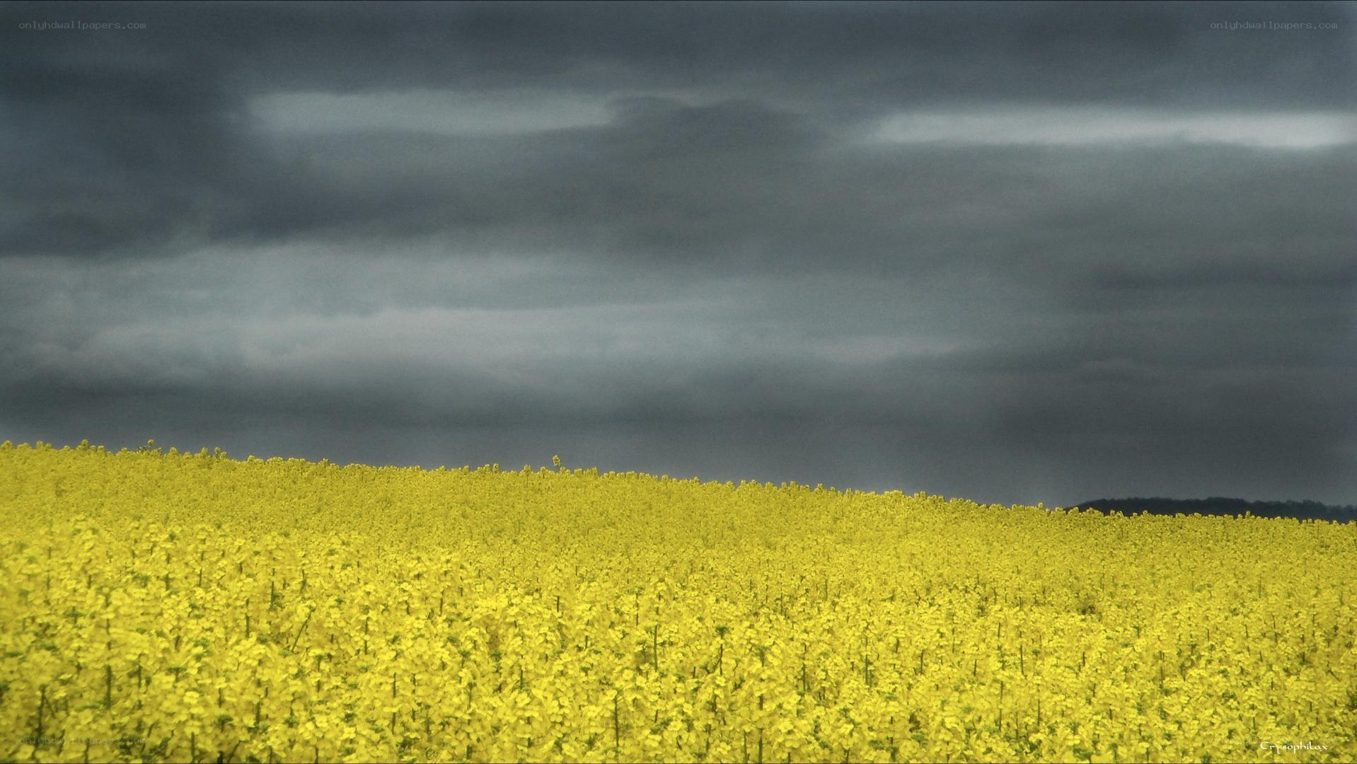 Yellow field under stormy sky