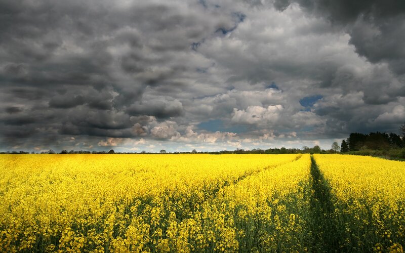 Yellow field under stormy sky