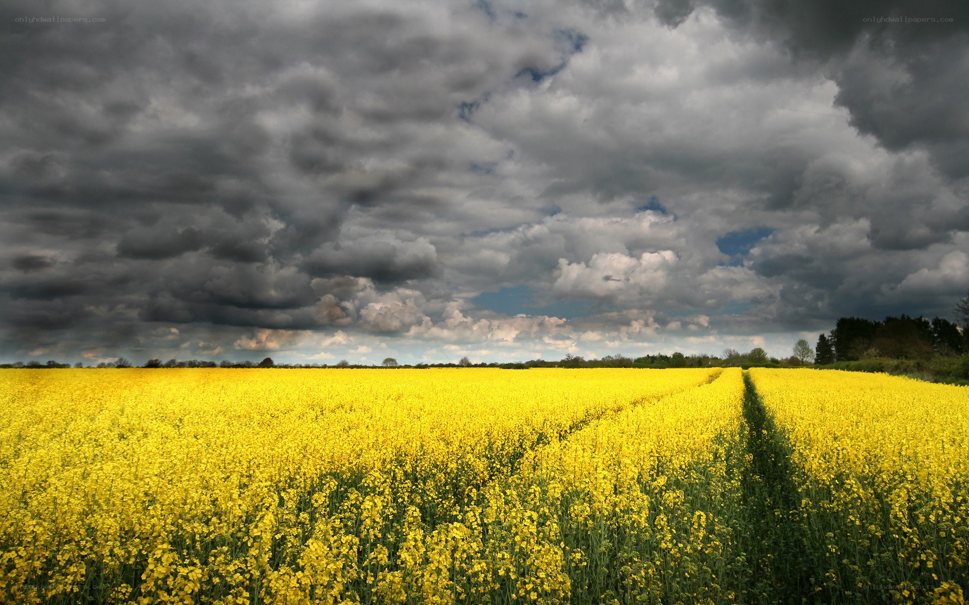 Yellow field under stormy sky