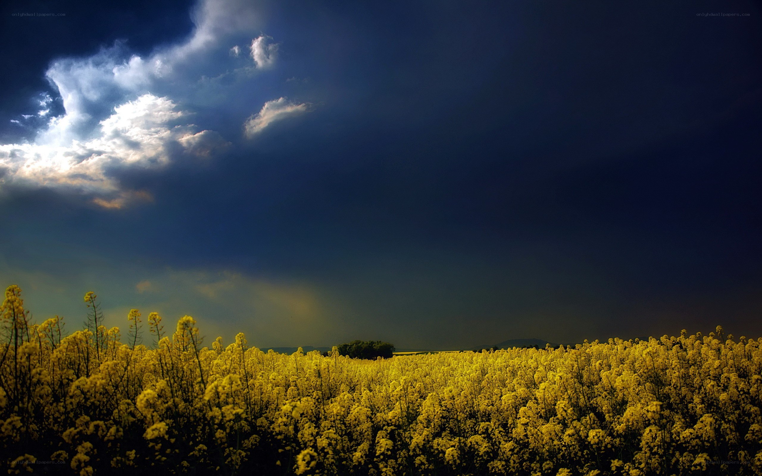Yellow field under stormy sky