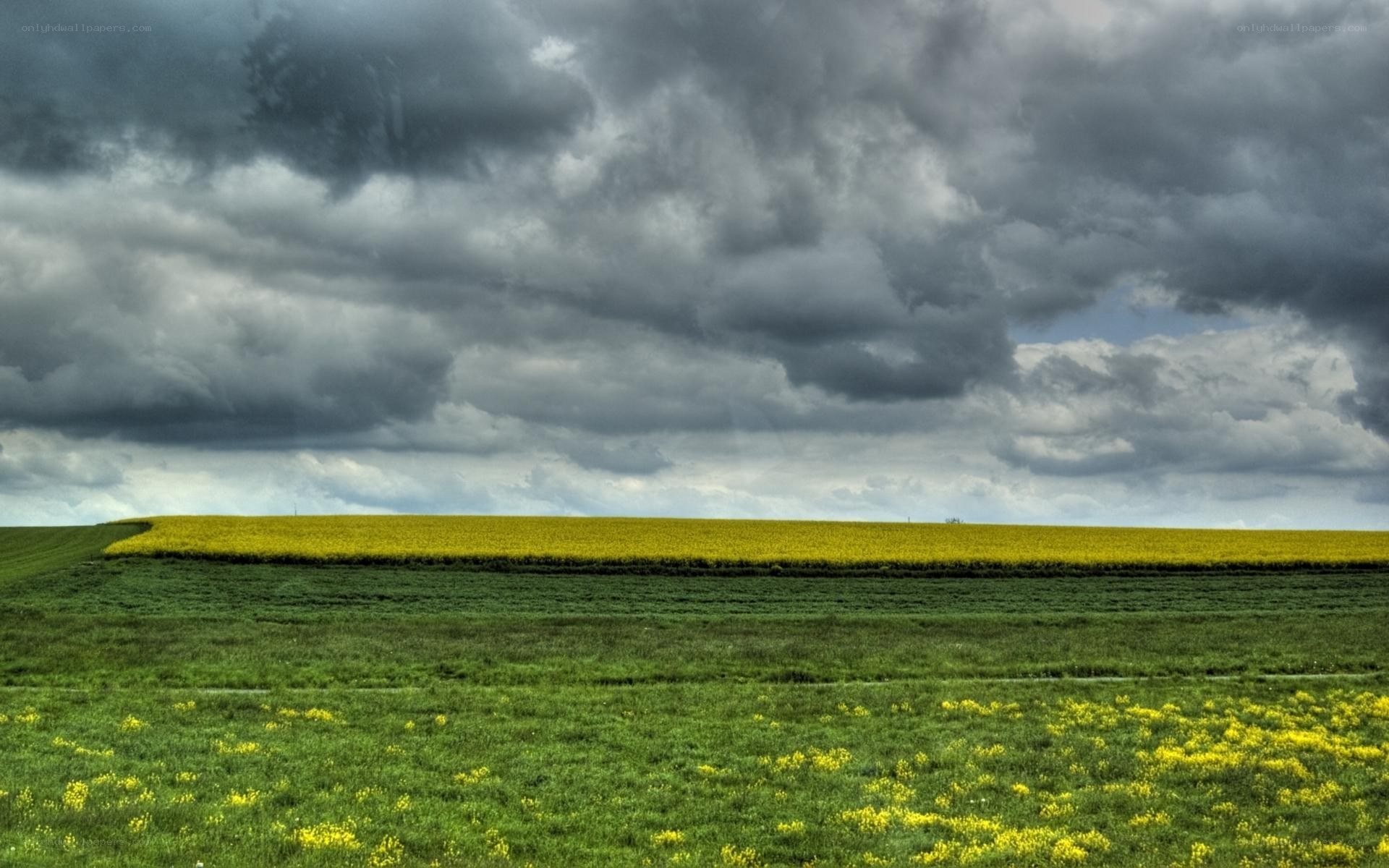 Yellow field under stormy sky