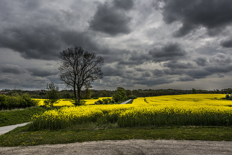 Yellow Field under Stormy Sky — Dramatic
