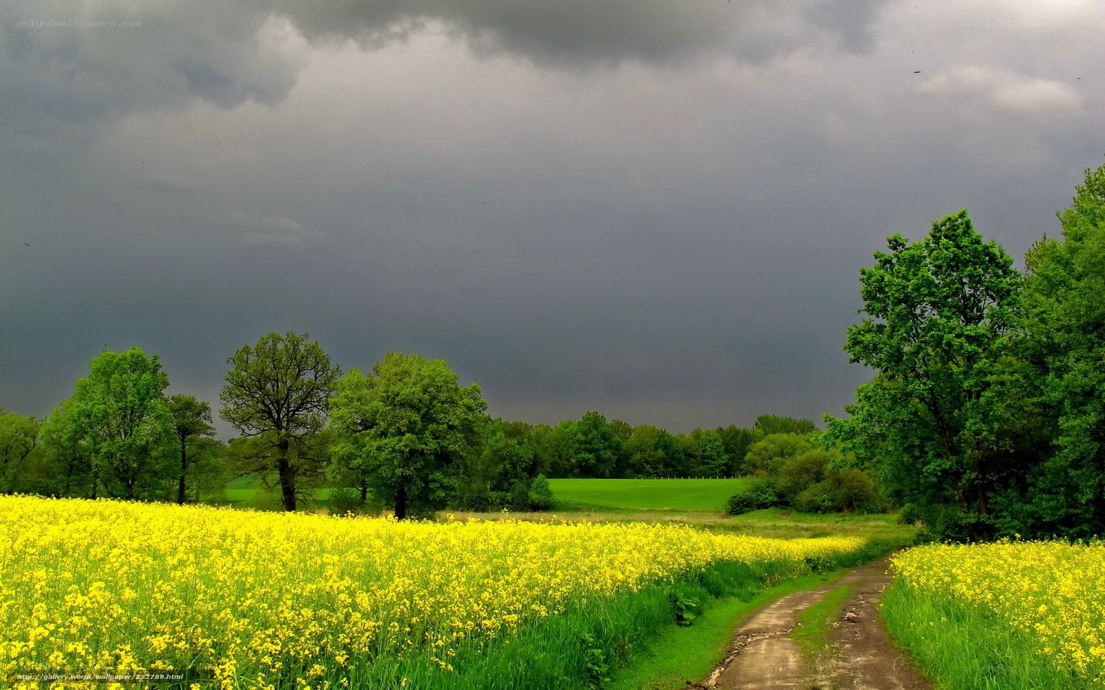 Yellow field under stormy sky