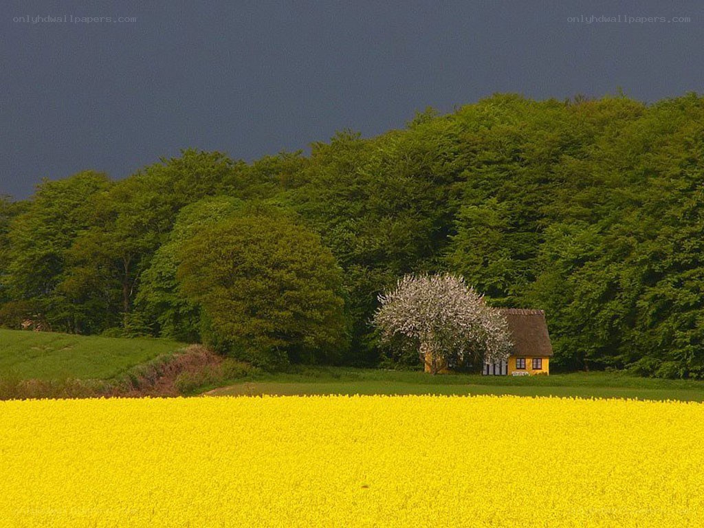 Yellow field with cottage and trees
